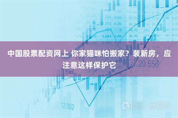 中国股票配资网上 你家猫咪怕搬家？装新房，应注意这样保护它