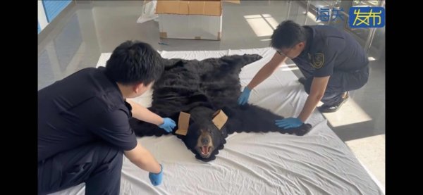 股票配资分析 谎报为人造毛皮，上海浦东机场海关查获一张濒危北美黑熊皮地毯