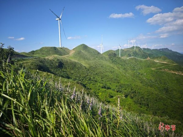 深圳配资门户 毕节4.8万亩野生玉簪花即将盛放！